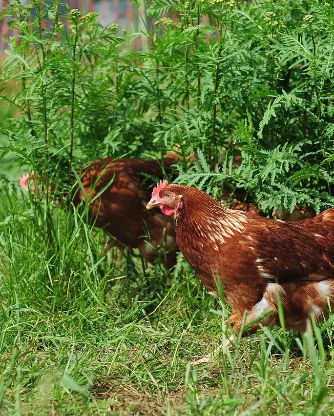 Unsere Hühner auf der Wiese